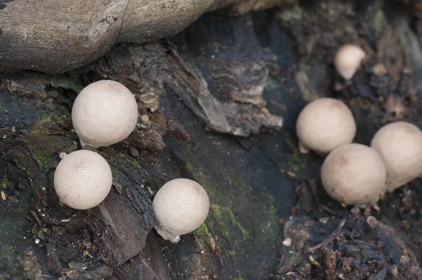 Mushrooms on an old stump — Stock Photo, Image