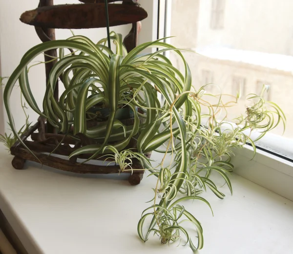 chlorophytum (örümcek bitki)