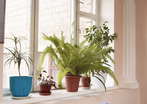 Растения на окне — стоковое фото