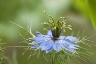 Love-in-a-Mist çiçek