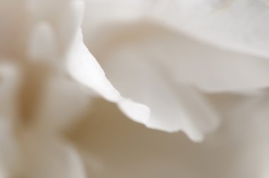 Şakayık çiçeği makro