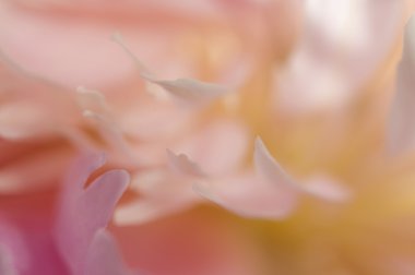 Şakayık çiçeği makro