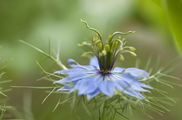 Love-in-a-mist flower — Stock Photo, Image