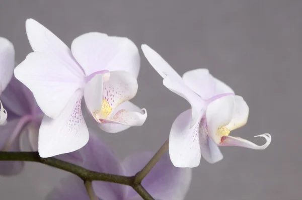 Flores de orquídea de Phalaenopsis (orquídea de borboleta ) — Fotografia de Stock