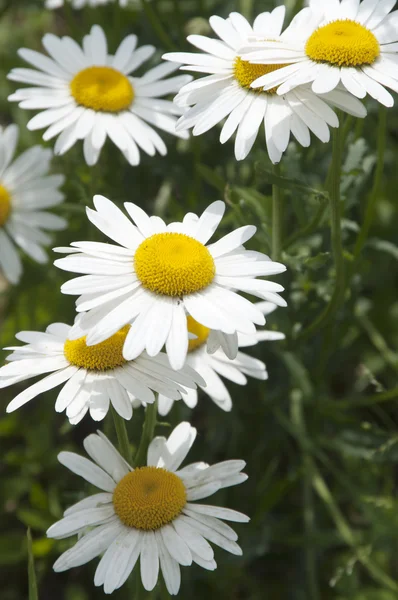 Ox-eye daisy flowers — Stock Photo, Image