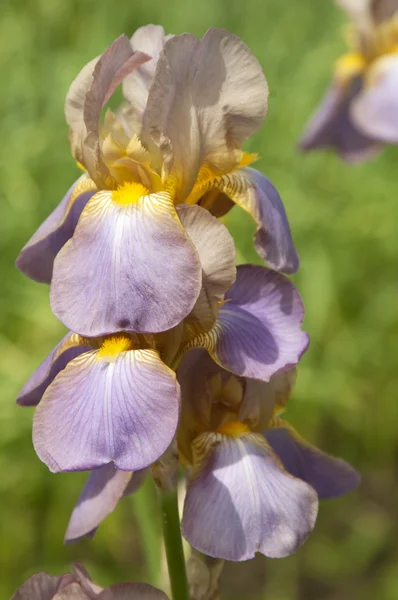 Flores de Iiris barbatus — Fotografia de Stock