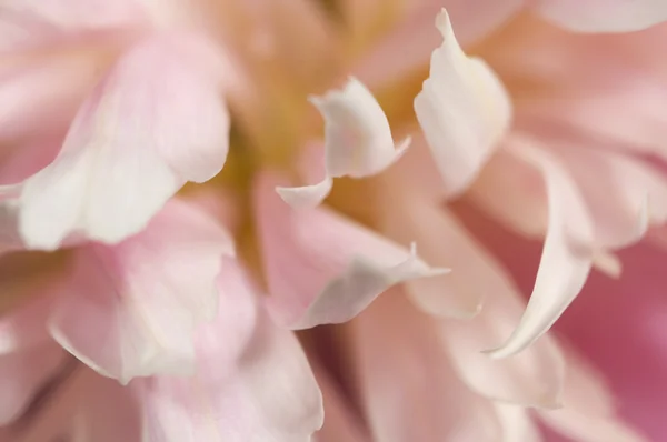 Peony flower macro — Stock Photo, Image