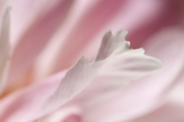 Peony flower macro — Stock Photo, Image