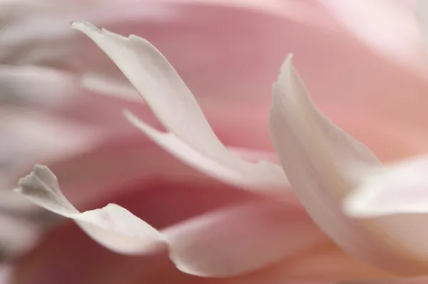 Peony flower macro — Stock Photo, Image