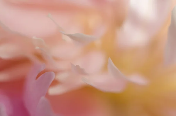 Flor de peonía macro — Foto de Stock
