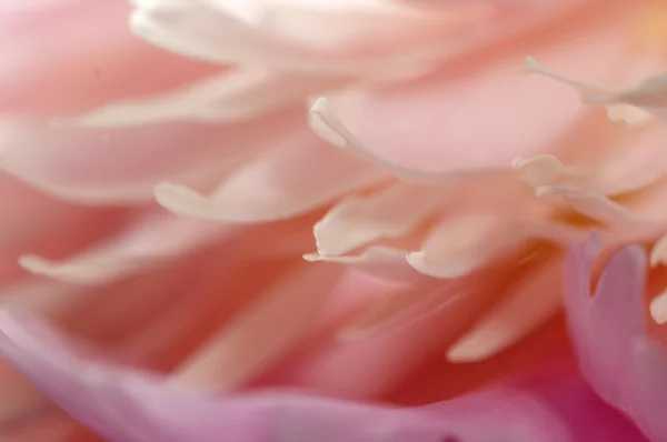 พีโอนี่ ดอกไม้แมกโคร — ภาพถ่ายสต็อก