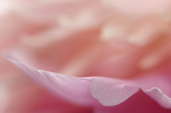 พีโอนี่ ดอกไม้แมกโคร — ภาพถ่ายสต็อก