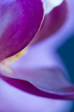 Phalaenopsis (kelebek orkide) çiçek parçası