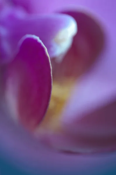 Phalaenopsis квітка фрагмент — стокове фото