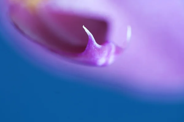 Phalaenopsis (kelebek orkide) çiçek parçası — Stok fotoğraf