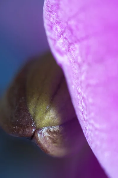 Phalaenopsis (kupu-kupu anggrek) fragmen bunga macro shot sebagai — Stok Foto