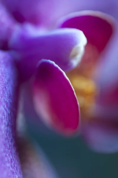 Fragmento de flor de Phalaenopsis (orquídea mariposa) — Foto de Stock