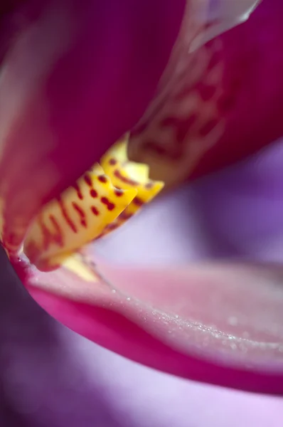 Blütenfragment der Phalaenopsis (Schmetterlingsorchidee) — Stockfoto