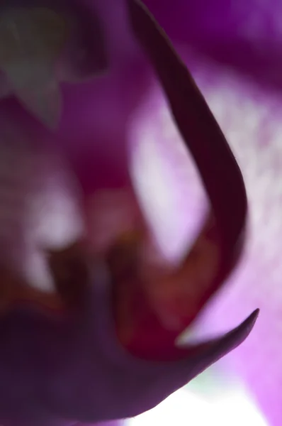 Фрагмент квітки Phalaenopsis (метеликова орхідея) — стокове фото