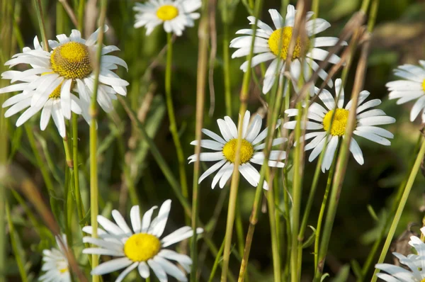 Ox-eye daisy — Stock Photo, Image