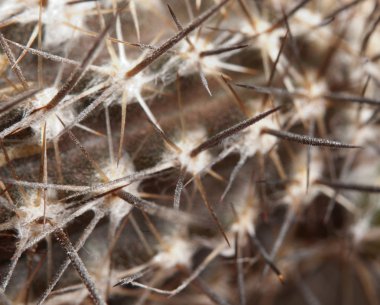 kaktüs echinopsis (setiechinopsis) mirabilis