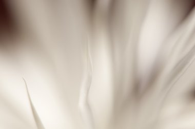 çiçekli kaktüs echinopsis