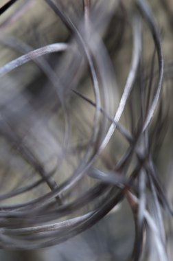 kaktüs astrophytum karıncalanma