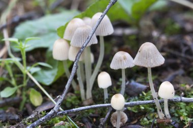 kütük üzerinde mantar