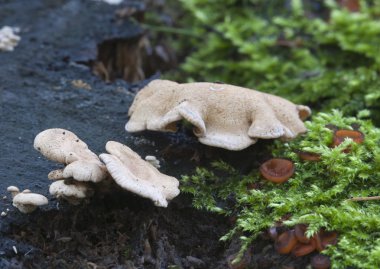 kütük üzerinde mantar