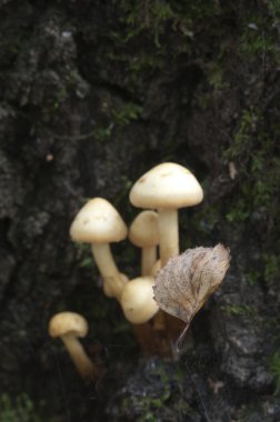 kütük üzerinde mantar