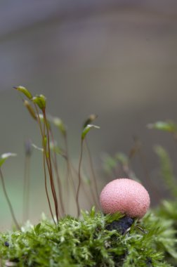 lycogala epidendrum içinde yeşil yosun