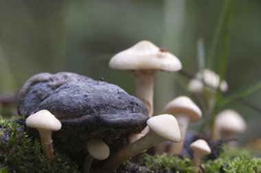 kütük üzerinde mantar