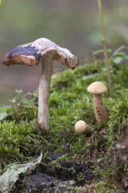 kütük üzerinde mantar