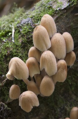 kütük üzerinde mantar