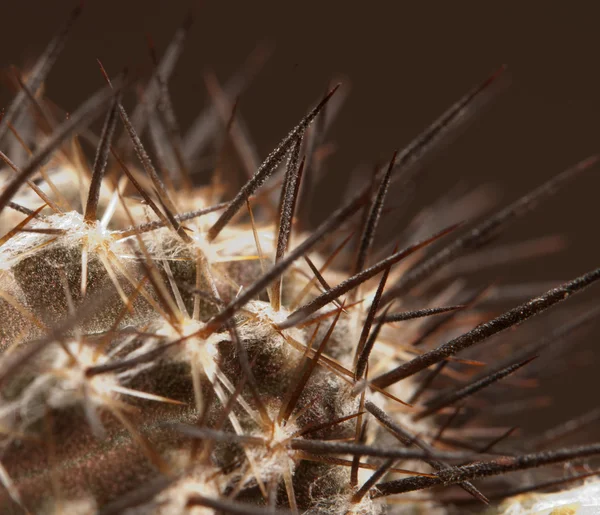 Cactus Echinopsis (Setiechinopsis) mirabilis — Stock Photo, Image