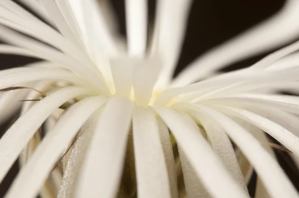 Cactus da fiore — Foto Stock