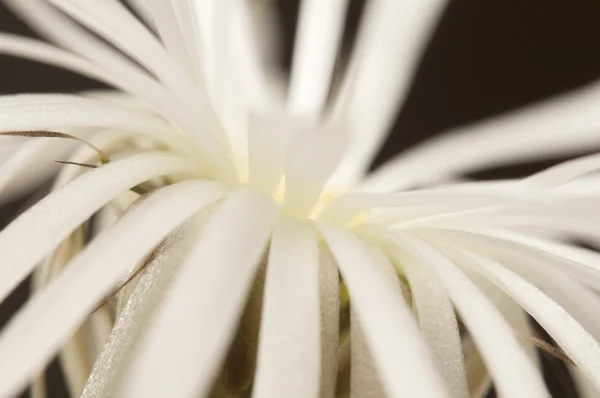 Bloeiende cactus — Stockfoto