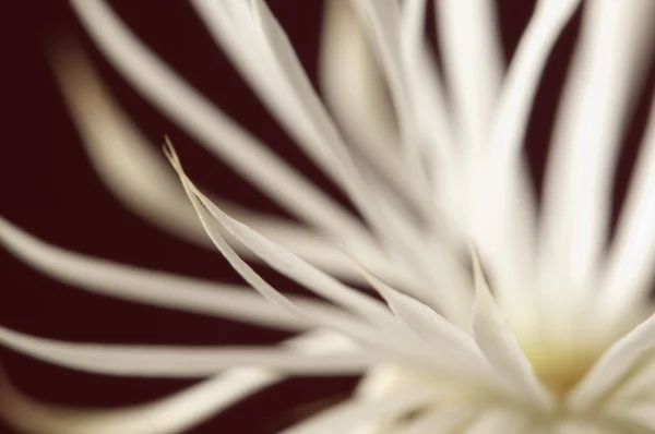 Cactus floreciente — Foto de Stock