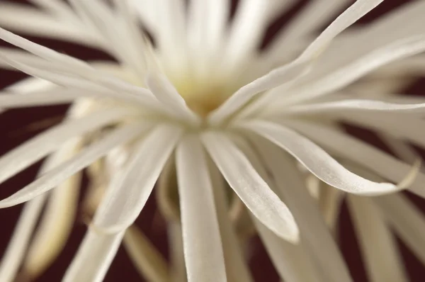 Cactus da fiore — Foto Stock