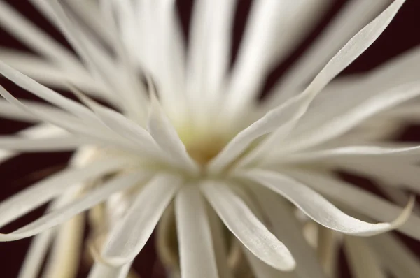 Flowering cactus — Stock Photo, Image