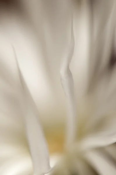 꽃 선인장 echinopsis — 스톡 사진