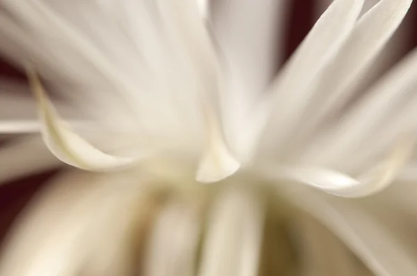 Flowering cactus Echinopsis — Stock Photo, Image