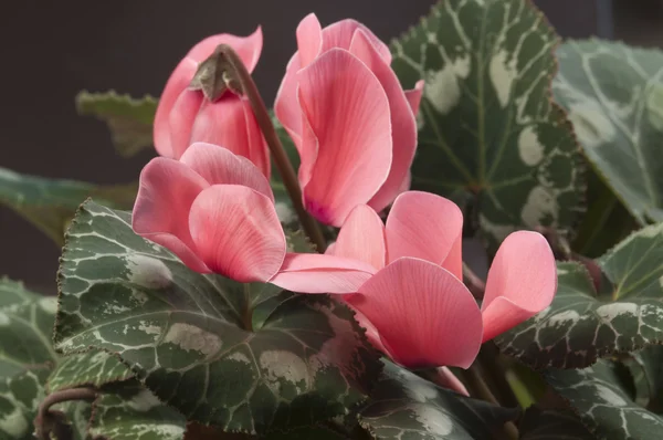 Cyclamen Fleurs — Photo