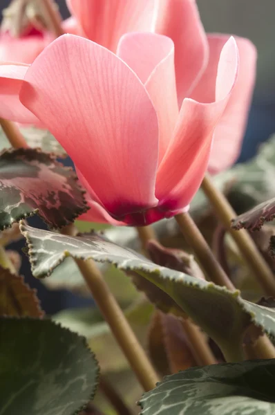 Ciclamen Flores — Fotografia de Stock