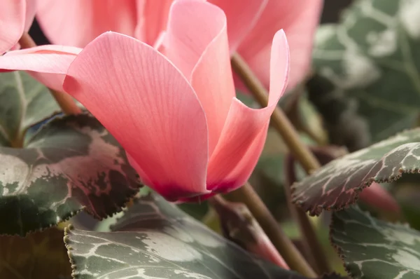 Cyclamen bloemen — Stockfoto