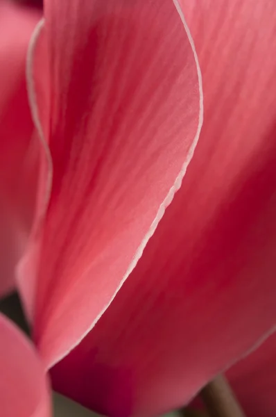 Cyclamen bloemen — Stockfoto