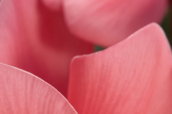 Cyclamen flowers — Stock Photo, Image