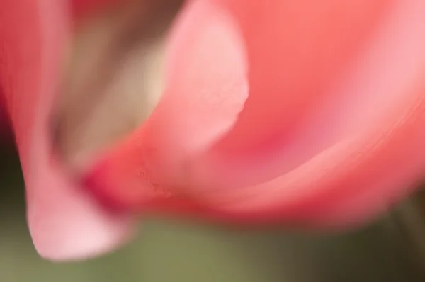 Flor de ciclamen — Foto de Stock