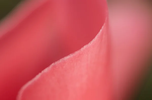 Cyclamen bloem — Stockfoto
