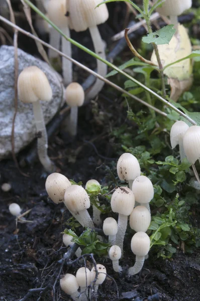 Cogumelos em um toco — Fotografia de Stock